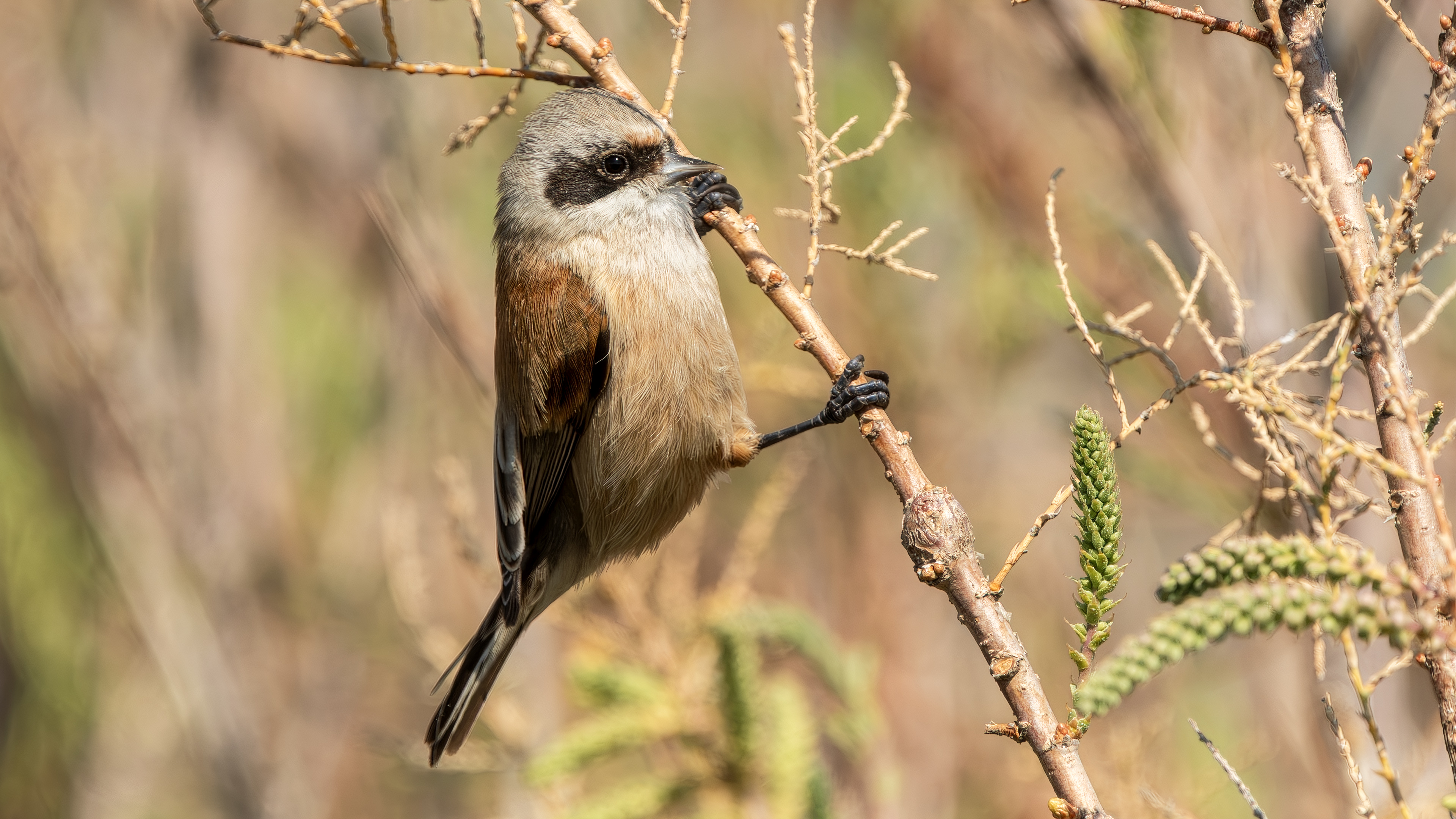 Eurasian Penduline-Tit